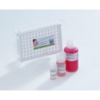 Kit Elisa Gluten